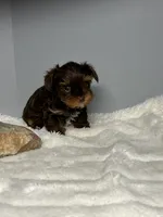 Brock , a male Yorkshire Terrier for sale in Rural Retreat, VA – 2 of 4