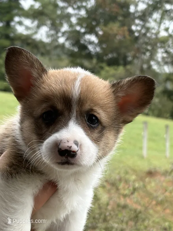 Rusty – Pembroke Welsh Corgi puppy for sale in Rural Retreat, VA