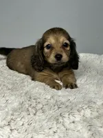 Sweetness, a female Miniature Dachshund for sale in Rural Retreat, VA – 2 of 4