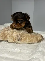 Benny, a male Yorkshire Terrier for sale in Rural Retreat, VA – 2 of 5