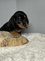 Jack, a male Miniature Dachshund for sale in Rural Retreat, VA – 2 of 7