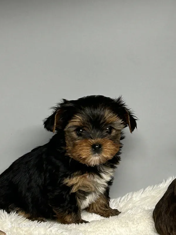 Bella – Yorkshire Terrier puppy for sale in Rural Retreat, VA