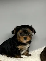 Bella, a female Yorkshire Terrier for sale in Rural Retreat, VA – 1 of 5