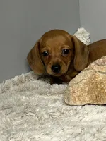 Rosy, a female Miniature Dachshund for sale in Rural Retreat, VA – 5 of 6