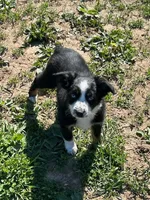 Oakley, a female Miniature Australian Shepherd for sale in Rural Retreat, VA – Photo 2 of 5