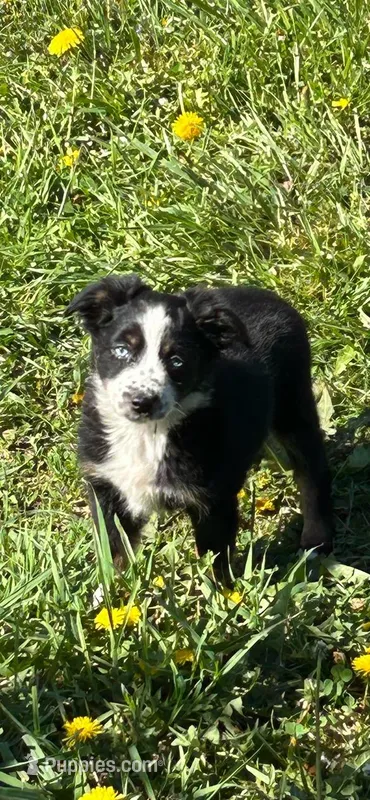 Oakley – Miniature Australian Shepherd puppy for sale in Rural Retreat, VA