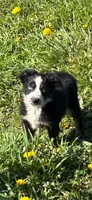 Oakley, a female Miniature Australian Shepherd for sale in Rural Retreat, VA – Photo 1 of 5