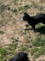 Oakley, a female Miniature Australian Shepherd for sale in Rural Retreat, VA – Photo 3 of 5