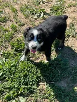 Oakley, a female Miniature Australian Shepherd for sale in Rural Retreat, VA – Photo 4 of 5