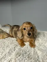 Nolan, a male Miniature Dachshund for sale in Rural Retreat, VA – 2 of 7