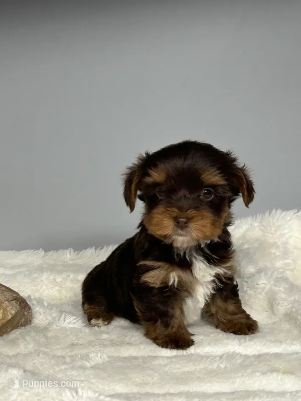 Bentley – Yorkshire Terrier puppy for sale in Rural Retreat, VA