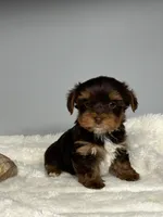 Bentley, a male Yorkshire Terrier for sale in Rural Retreat, VA – 1 of 6