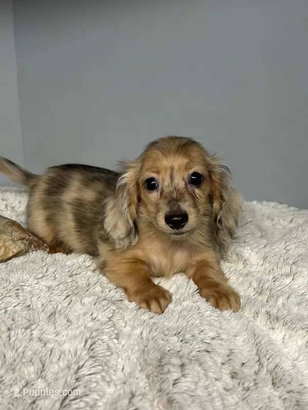 Nolan – Miniature Dachshund puppy for sale in Rural Retreat, VA