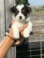 Buddy, a male Pembroke Welsh Corgi for sale in Rural Retreat, VA – 1 of 4
