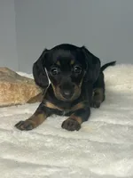 Ladybug, a female Miniature Dachshund for sale in Rural Retreat, VA – 4 of 7
