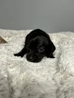 Coal, a male Miniature Dachshund for sale in Rural Retreat, VA – 5 of 6