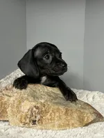 Coal, a male Miniature Dachshund for sale in Rural Retreat, VA – 4 of 6