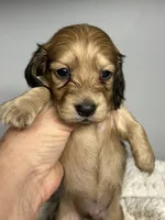 Simba, a male Miniature Dachshund for sale in Rural Retreat, VA – 3 of 8