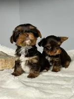 Bentley, a male Yorkshire Terrier for sale in Rural Retreat, VA – 5 of 6