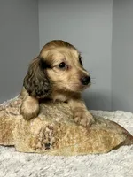 Mufasa, a male Miniature Dachshund for sale in Rural Retreat, VA – 4 of 8