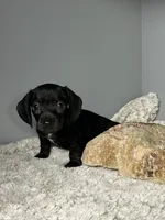 Coal, a male Miniature Dachshund for sale in Rural Retreat, VA – 1 of 6