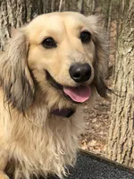 Rookie, a male Miniature Dachshund for sale in Rural Retreat, VA – 4 of 4