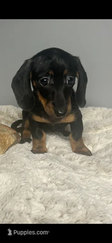 Ladybug – Miniature Dachshund puppy for sale in Rural Retreat, VA
