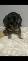 Ladybug, a female Miniature Dachshund for sale in Rural Retreat, VA – 1 of 7
