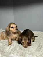 Nugget, a male Miniature Dachshund for sale in Rural Retreat, VA – 4 of 7
