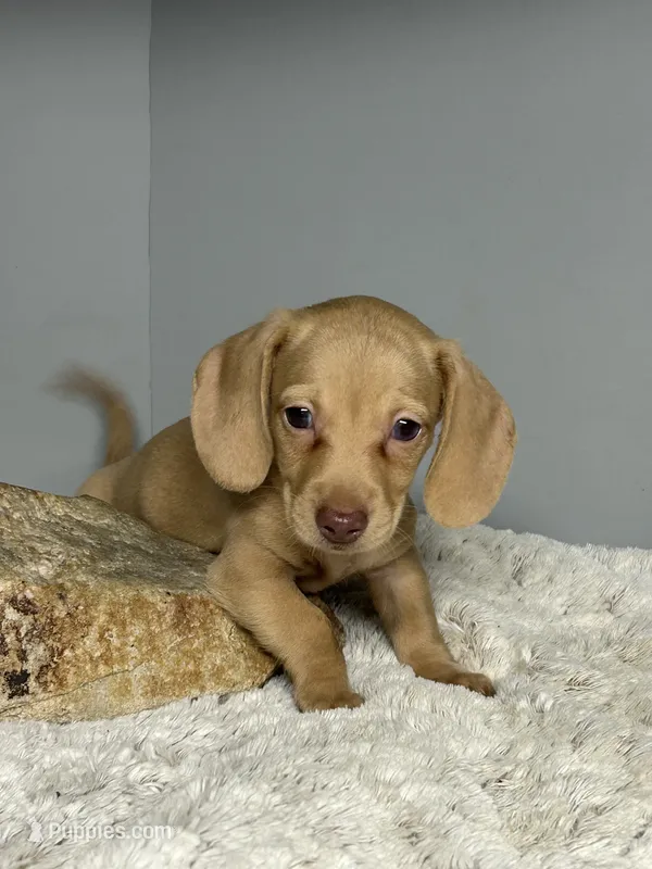 Reuben – Miniature Dachshund puppy for sale in Rural Retreat, VA