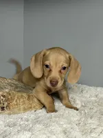 Reuben, a male Miniature Dachshund for sale in Rural Retreat, VA – 1 of 5