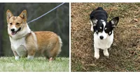 Snickers, a male Pembroke Welsh Corgi for sale in Rural Retreat, VA – 4 of 4