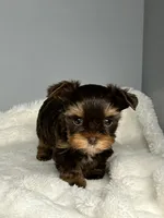 Bailey, a female Yorkshire Terrier for sale in Rural Retreat, VA – 3 of 4