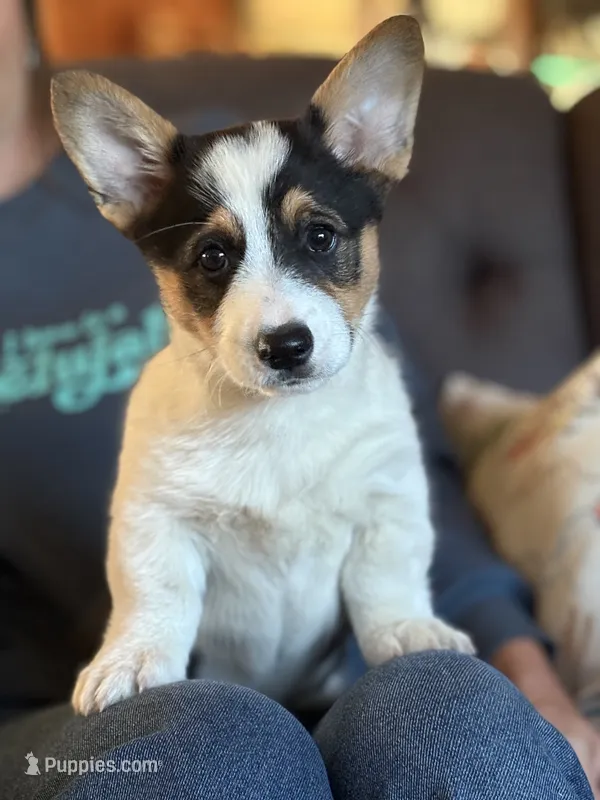 Buddy – Pembroke Welsh Corgi puppy for sale in Rural Retreat, VA