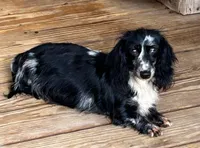 Ladybug, a female Miniature Dachshund for sale in Rural Retreat, VA – 6 of 7