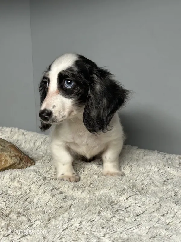 Fiona – Miniature Dachshund puppy for sale in Rural Retreat, VA