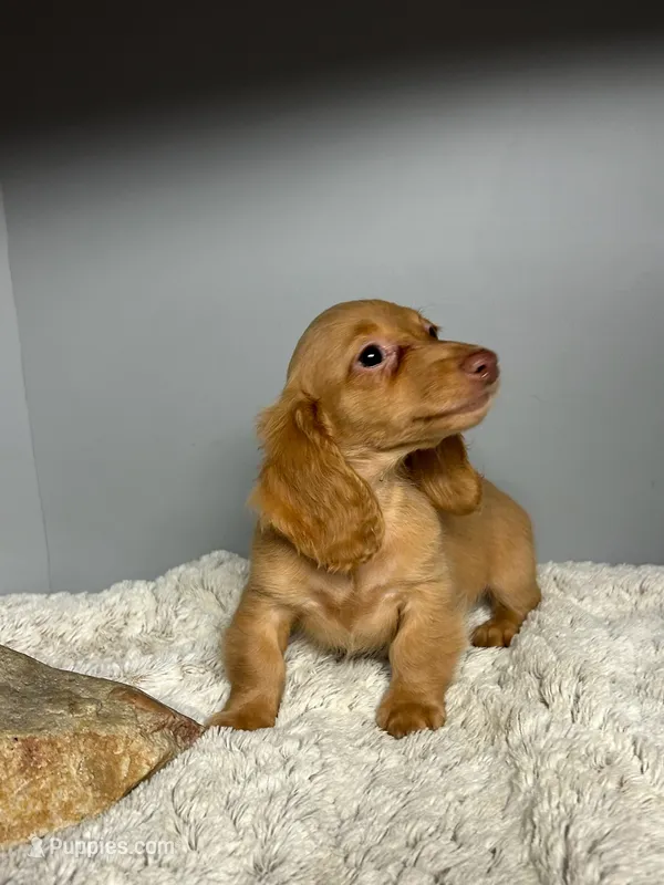 Peaches – Miniature Dachshund puppy for sale in Rural Retreat, VA