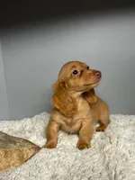 Peaches, a female Miniature Dachshund for sale in Rural Retreat, VA – 1 of 8