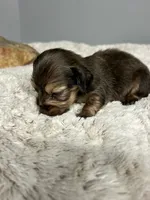 Shady, a male Miniature Dachshund for sale in Rural Retreat, VA – 3 of 6