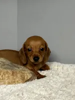 Rosy, a female Miniature Dachshund for sale in Rural Retreat, VA – 3 of 6