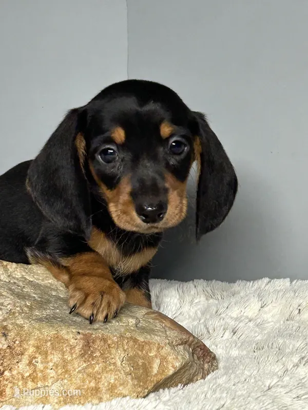 Jack – Miniature Dachshund puppy for sale in Rural Retreat, VA