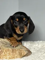 Jack, a male Miniature Dachshund for sale in Rural Retreat, VA – 1 of 7