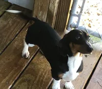Ladybug, a female Miniature Dachshund for sale in Rural Retreat, VA – 7 of 7