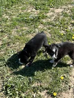Zoey, a female Toy Australian Shepherd for sale in Rural Retreat, VA – 4 of 5