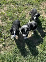 Zoey, a female Toy Australian Shepherd for sale in Rural Retreat, VA – 5 of 5