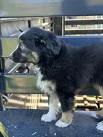 Zoey, a female Toy Australian Shepherd for sale in Rural Retreat, VA – 3 of 5