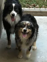 Zoey, a female Toy Australian Shepherd for sale in Rural Retreat, VA – 2 of 5