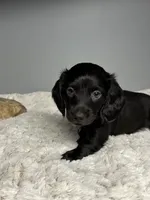 Ash, a male Miniature Dachshund for sale in Rural Retreat, VA – 4 of 6