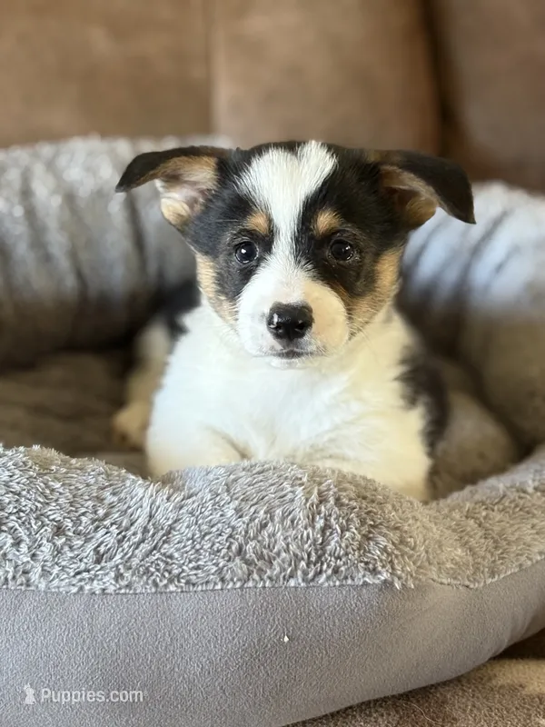 Buddy – Pembroke Welsh Corgi puppy for sale in Rural Retreat, VA