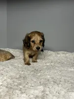 Simba, a male Miniature Dachshund for sale in Rural Retreat, VA – 2 of 8